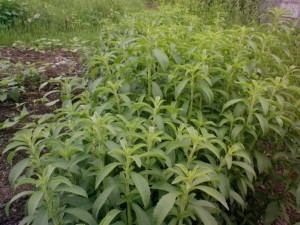 plant stevia golsaran